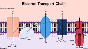 Electron Transport Chain Biochemistry Medbullets Step 1
