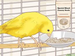 How To Care For Your Canary Canary Pet Clinic Parakeet