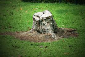 Root tree service offers a variety of tree care services to keep your trees healthy and your property looking beautiful. Stump Grinding Service And Stump Removal Service In Denver Co Http Treeremovaldenverco Net Stump Grinding Denver Tree Service Stump Removal Tree Trimming