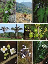 Image result for Sericanthe chimanimaniensis