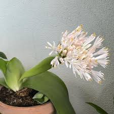 Image result for Haemanthus montanus