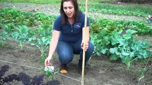 But, staking the tomato plants require time. 3 Ways To Stake Tomato Plants Wikihow