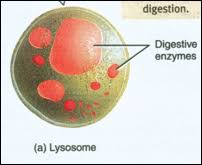 Maybe you would like to learn more about one of these? Why Are Lysosomes In Plant And Animal Cells Quora