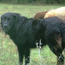Pin En Lots Of Dogs