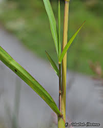 Image result for Phacelurus