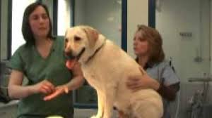 Une tique doit être enlevé de la même façon sur un humain que sur un chien. Tout Savoir Sur La Tique Et Sur La Maladie De Lyme Chez Le Chien