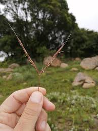 Image result for Diheteropogon filifolius