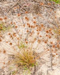 Image result for Bulbostylis sp.no.2