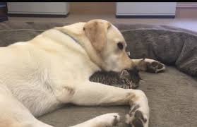 He is looking for a home with no children or cats. It S Kitten Love For This London Labrador Retriever Video Petguide