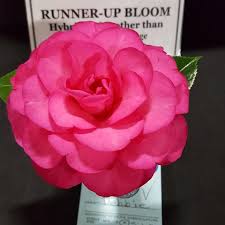 Debbie Camellia Non Retic Hybrid Camellia Flower Garden Bloom