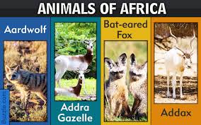 And have small, rounded ears. An Exhaustive List Of African Animals With Some Stunning Photos Animal Sake