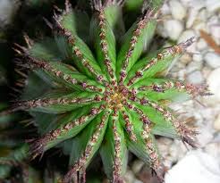 Image result for Euphorbia persistentifolia