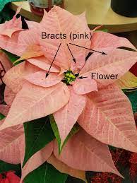 Growing And Caring For Poinsettia Umn Extension
