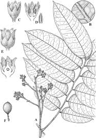 Image result for Lannea asymmetrica