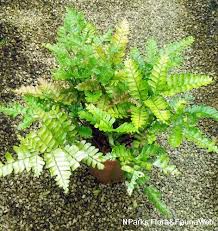 Image result for Didymochlaena