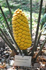 Image result for Encephalartos villosus