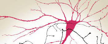 Neurobiology Of Disease Workshops