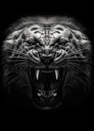 Black And White Angry Lion Face Wallpaper Angry Tiger Poster Metal Poster Print Mk5 Studio Displate In 2020 Tiger Poster Angry Tiger Lion Photography