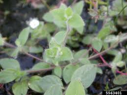 Image result for Nelsonia canescens