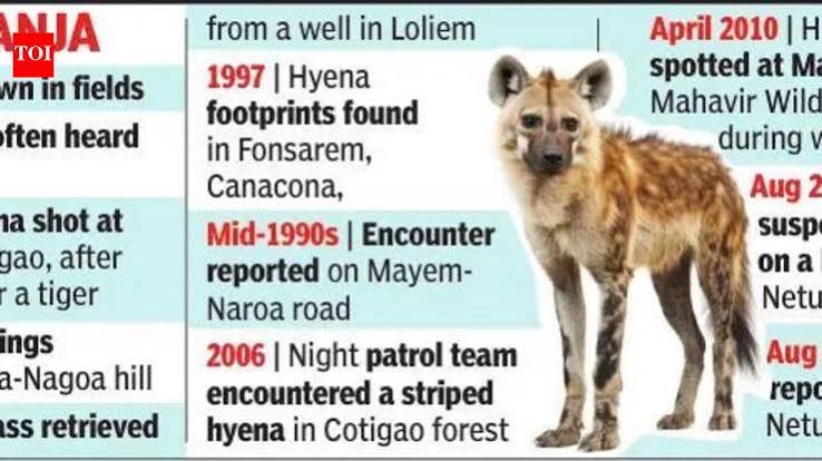 Silence of the striped hyena: Greens in state seek survey of fading status | Goa News - The Times of India