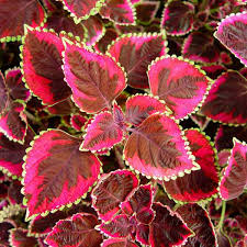 Maybe you would like to learn more about one of these? Wholesale A1801h Greenhouse And Garden Center Supplies