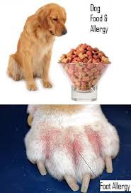 A Suggestive Guide To Know Your Dog Food Allergy Symptoms You Never Know As To Which Dog Food Ignites The Allergic Reaction In Th Dog Food Allergies Pets Dogs