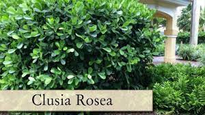 Best plant for hedges in florida. Selecting The Best Plants For Southwest Florida Youtube