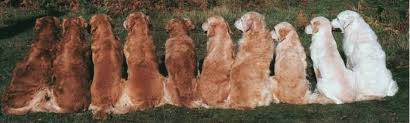 Adopt your own golden retriever puppy today! The Many Colors Of The Golden Retriever Official Golden Retriever