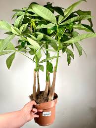 Image result for Pachira