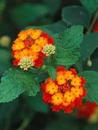 Pin On Fleurs