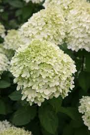 Pin By In Bloom Devon On Plants For Pollinators Hydrangea Paniculata Hydrangea Hydrangea Paniculata Limelight