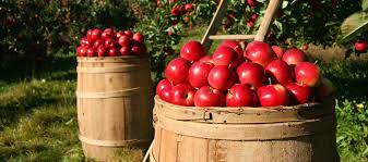 Ornamental trees and shrubs view their product listing. Fruit Trees For Sale Buy Fruit Landscaping Trees Willis Orchards