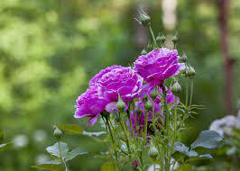 صور ورد بنفسجي صور أزهار أرجوانية طبيعية ورومانسية روزبيديا