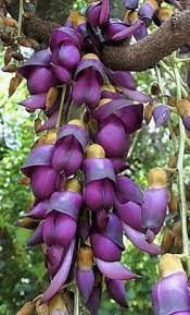 Image result for Mucuna