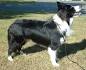 Top 12 Unbelievable Border Collie Mixes breeds (Cross breeds)