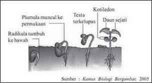 Perkecambahan adalah munculnya plantula (tanaman kecil dari biji). Buatlah Skema Perkecambaham Bunga Matahari Brainly Co Id