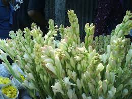 Bunga sedap malam merupakan salah satu jenis bunga yang sudah dikenal di indonesia maupun mancanegara. Sedap Malam Wikipedia Bahasa Indonesia Ensiklopedia Bebas