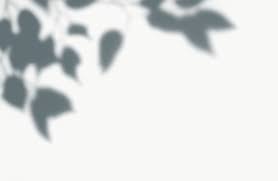 Shadow Of Leaves On A Wall Free Image By Rawpixel Com Shadow Plants Shadow Shadow Frame