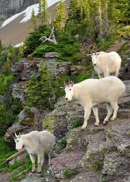 Pin On Glacier National Park