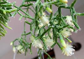 Image result for Rhipsalis