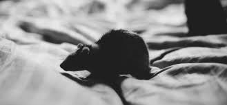 My brother tried to force them upstairs but they just wouldn't. Can Mice Climb How To Prevent Mice From Climbing Into Your Bed