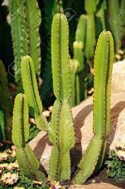 Candelabra tree, cactus spurge, cactus euphorbia synonyme(s): Common Tree Euphorbia Euphorbia Ingens Often Called The Candelabra Stock Photo Picture And Royalty Free Image Image 10255882