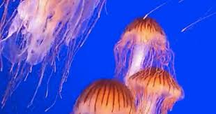 Check spelling or type a new query. Vancouver Aquarium Jellyfish Exhibit Opens Photos Huffpost Canada