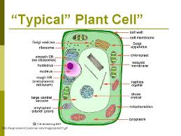 Gif makers (they package the gifs before people. Cell Structure Function Http Koning Ecsu Ctstateu Educell