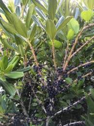 Image result for Myrsine