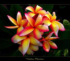Pin On Tropical Flower Inspiration