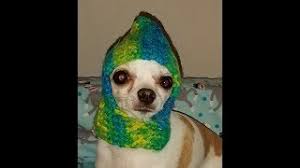 Beginner friendly pattern comes with step by step video tutorial and written instructions so you could stitch it up without any difficulties. Crochet Chihuahua Hat Tutorial How To Crochet A Dog Hat Youtube