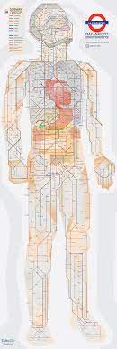 Thousands of highlighted, labeled illustrations and diagrams await! An Illustrated Subway Map Of Human Anatomy