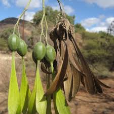 Image result for Gyrocarpus