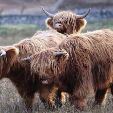 Pin By Andrea Bailey On Cattle Highland Cattle Animals Animal Photo